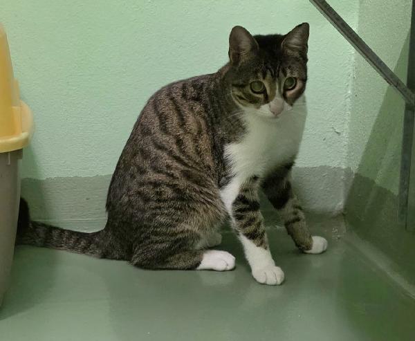 GATTO SILVESTRO Foto 5